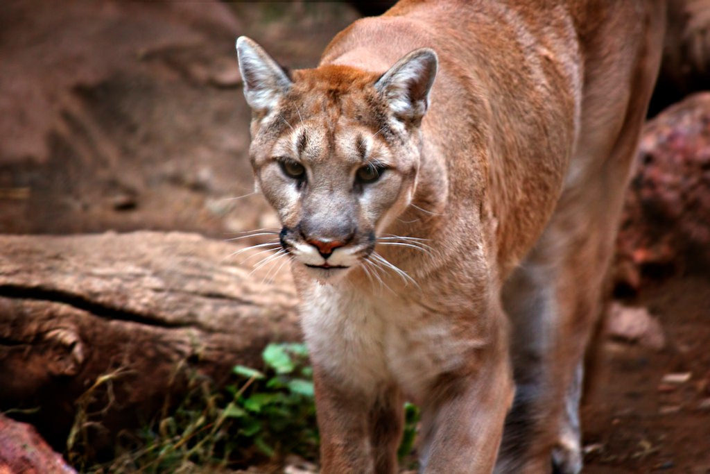 美洲獅（英文俗稱：mountain lion, puma）。圖片來源：CEBImagery.com (CC BY-NC 2.0)。