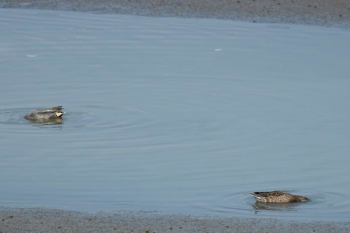 小水鴨倒頭栽覓食 模樣十分可愛。台北市政府/提供