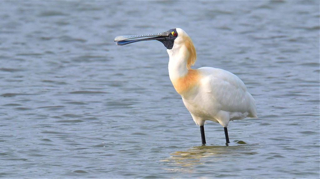環團訴求市府讓茄萣濕地保留珍貴的黑琵棲地。攝影：郭東輝。照片提供：特生中心