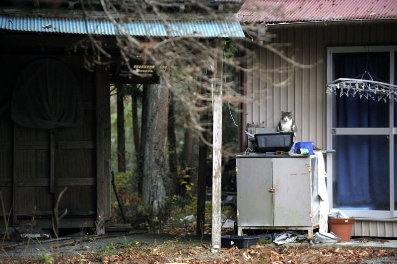 貓咪在等待主人回家。（太田康介）