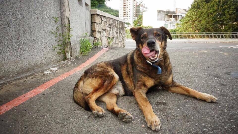 校園的每個角落都有太狼的身影。（Facebook圖片：東吳大學搖尾巴社）