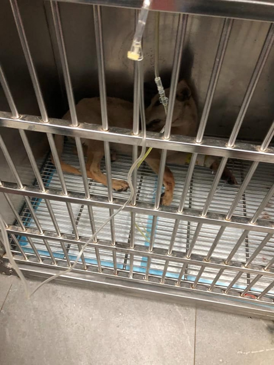 小黃的命，可以說是警員救回的。（網上截圖）