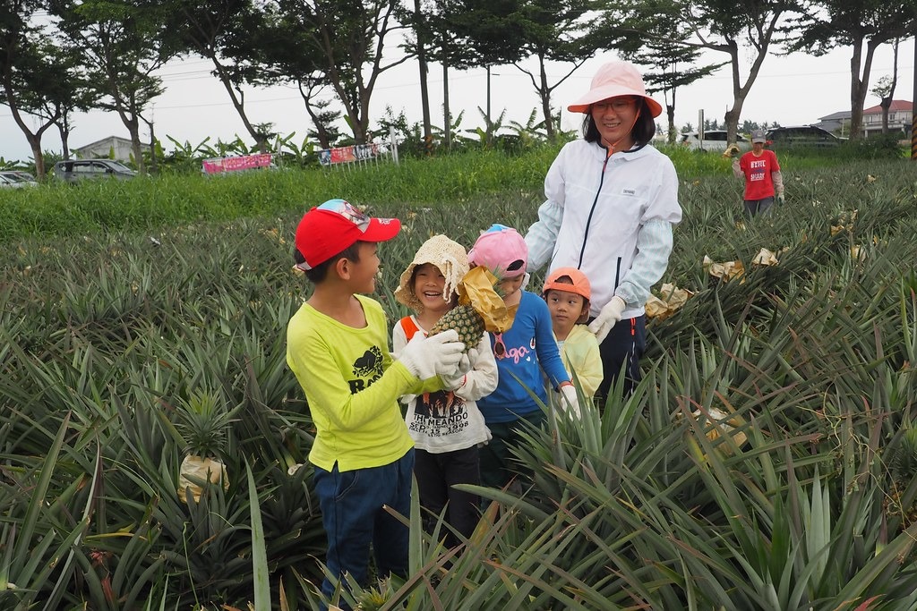 認識土壤動物後，體驗採收有機鳳梨。攝影：李育琴