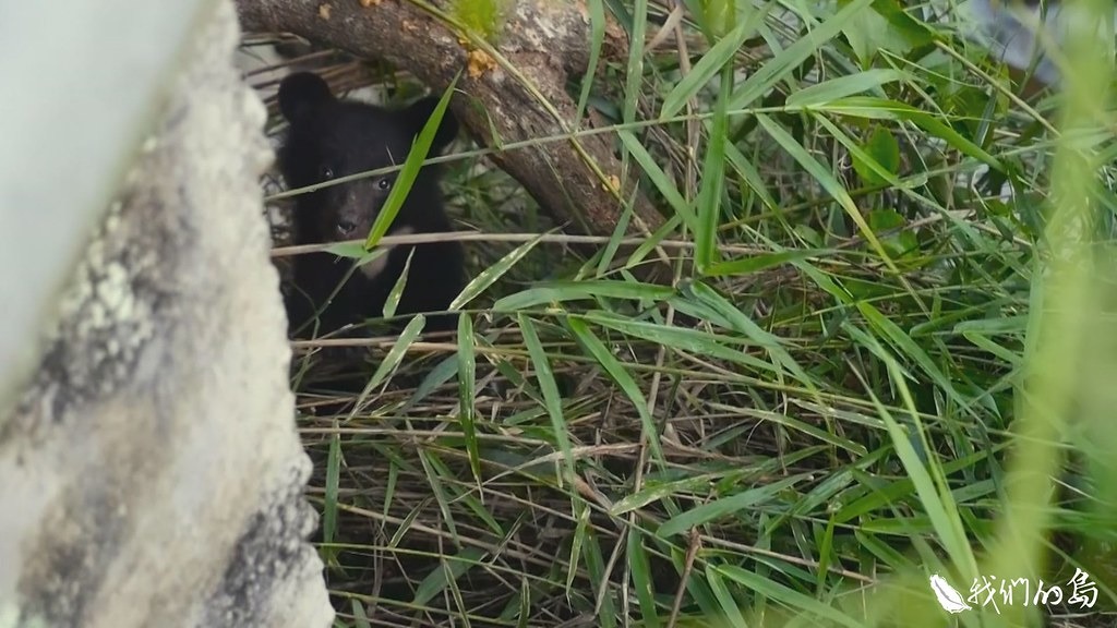 2018年7月與母熊走失的南安小熊。畫面提供：台灣黑熊保育協會。