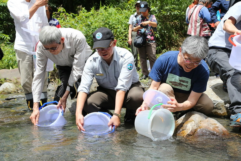 6月28日於武陵進行櫻花鉤吻鮭放流，左起林曜松、楊模麟、大島正伸。雪霸處提供。