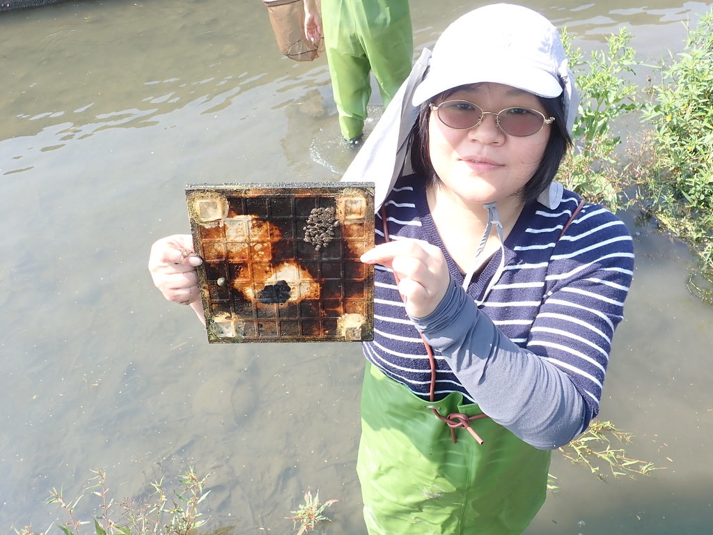 「鰕虎的產房」為長×寬×高:20×20×2cm的磁磚組合,經現地試驗發現,短吻紅斑吻鰕虎及明潭吻鰕虎等二種原居住在后溪底排水的鰕虎,確實會使用這種設計的棲地作為產卵棲地。拍攝:顧玉蓉。
