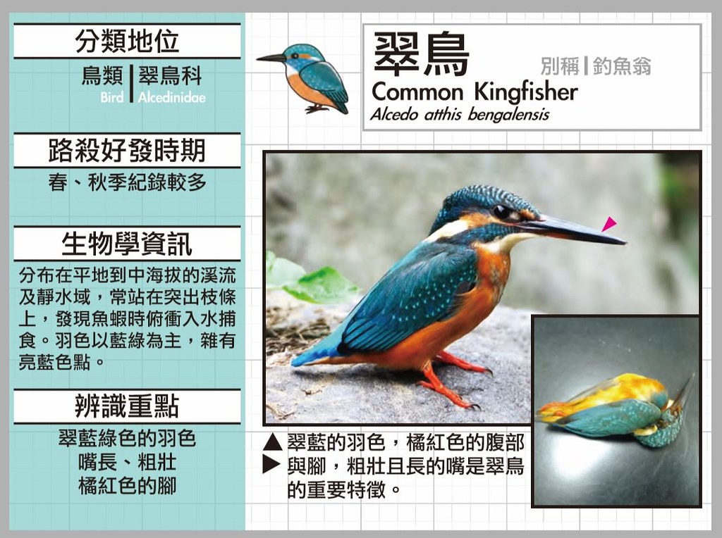 台灣首部路殺圖鑑是由道路開發單位出版，詳細說明物種習性與易路殺時間。圖片來源：高速公路局