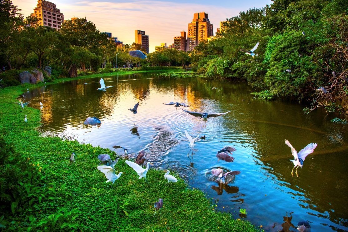 大安森林公園腹地26公頃，生態物種豐富，其中大生態池已固定成為多種鷺科鳥類的繁殖地。台北市政府/提供