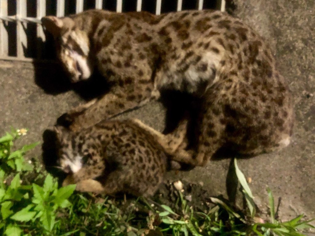 2019年8月22晚間於台13甲路段遭到路殺的疑似母子石虎。圖片提供:亞興犬舍。