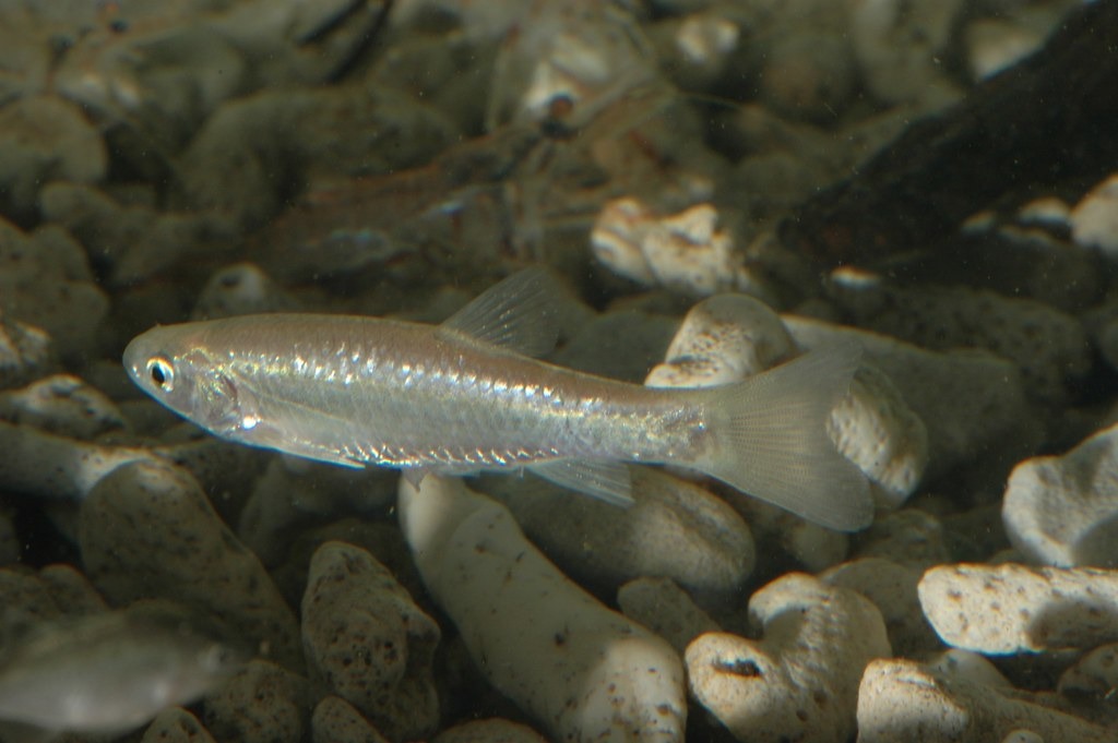 菊池氏細鯽是鱉溪環境營造的指標物種之一。攝影:林在田,洄瀾風生態公司提供