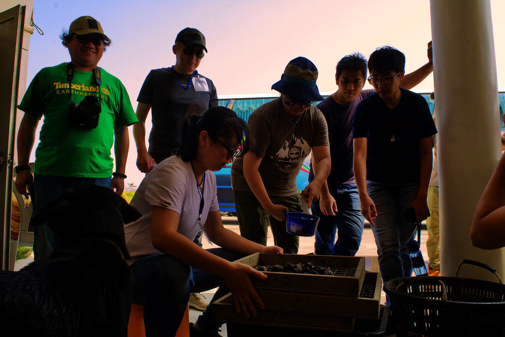 志工體驗篩選文蛤,篩網旁數字便是指網格大小。攝影:洪碩辰。