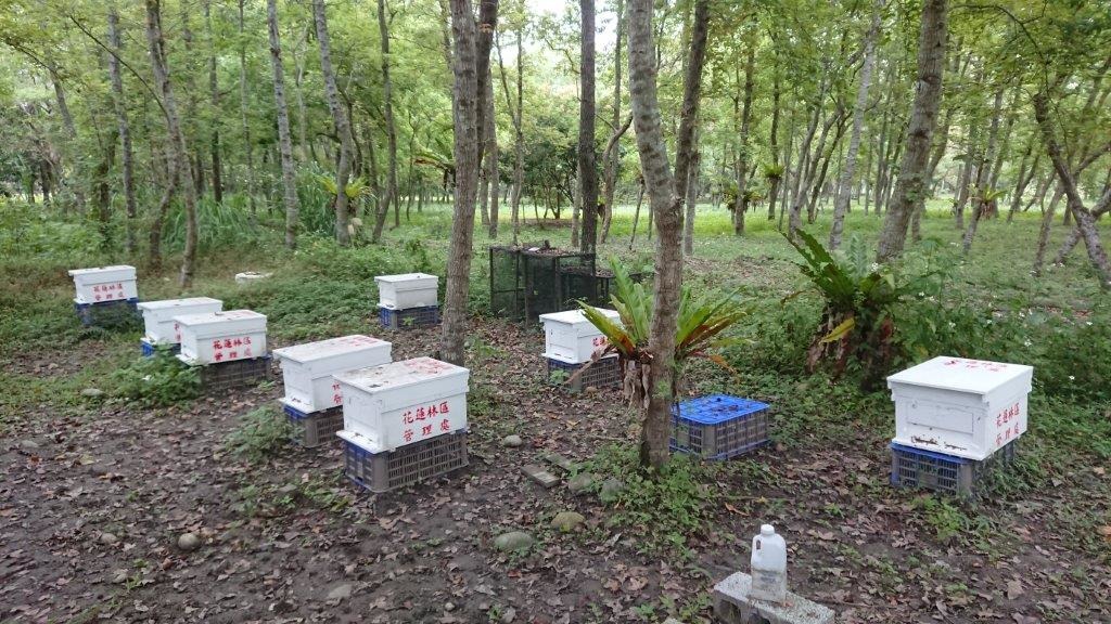 林下養蜂可以獲得多樣的樹木花蜜。攝影/許原瑞
