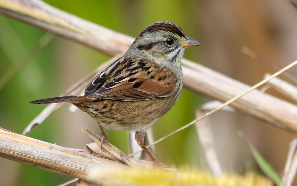 常見鳥類沼澤帶鵐。照片來源:John Sutton(CC BY-NC-ND 2.0)