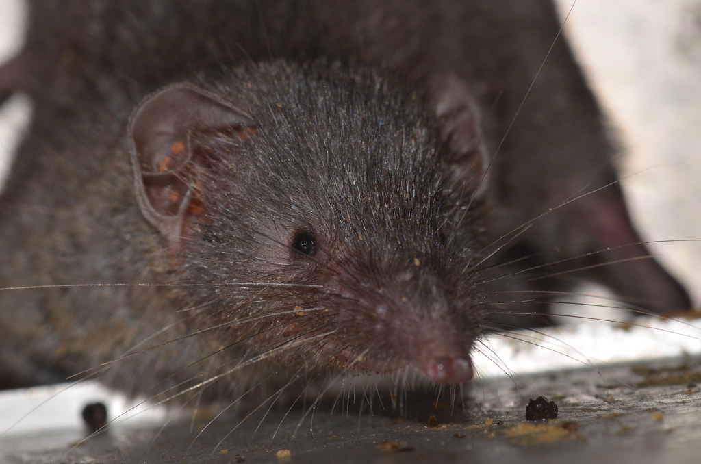 臭鼩（錢鼠），耳朵上橘色紅點為恙蟲。圖片提供：國立台灣師範大學
