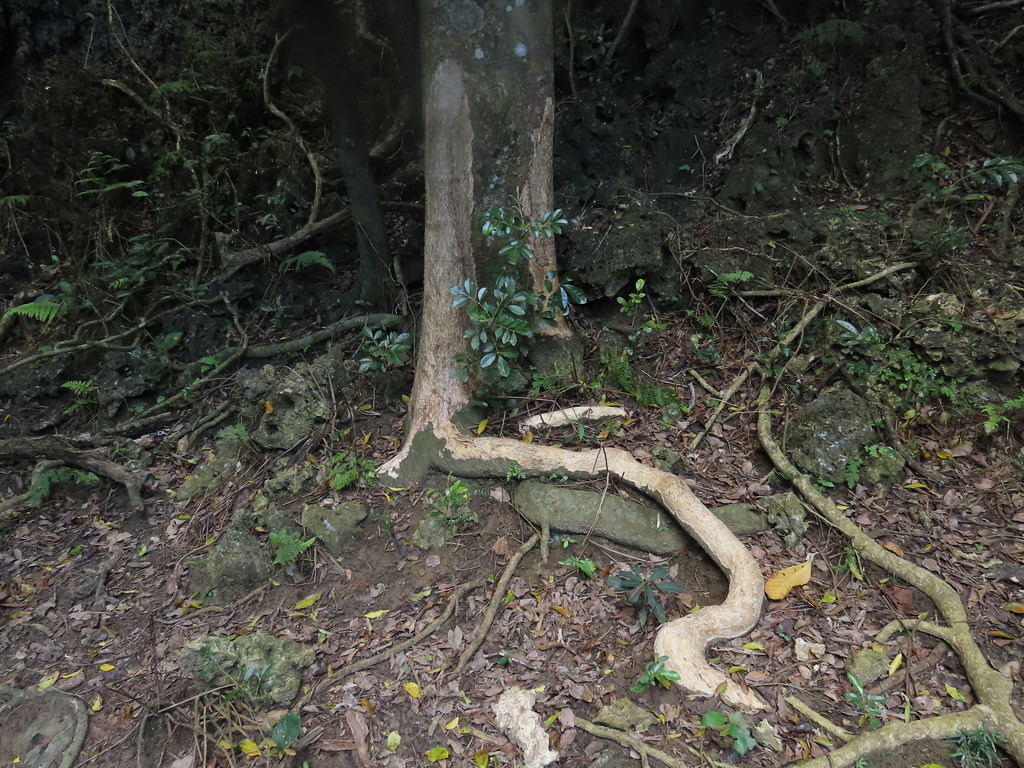 森林內環剝的樣態，不但樹幹，連地上的根系也難逃遭梅花鹿啃食的命運。攝影：廖靜蕙