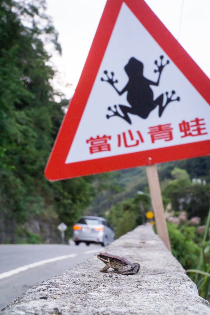 新北市農業局設立標牌，提醒用路人行經三峽區北115鄉道要當心青蛙群。新北市農業局/提供