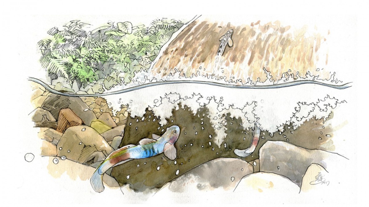 費了九牛二虎之力，韌鰕虎終於來到了清澈的上游，一旁蓊鬱的林相和多元的生態，保留了台灣大自然的野性之美。 合作廠商