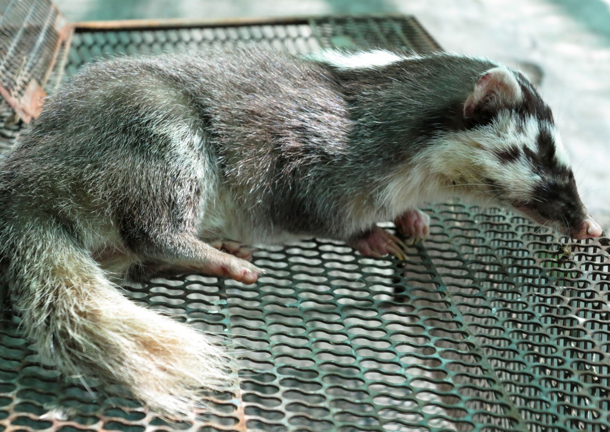 鼬獾過去絕少被人養來當寵物，狂犬病爆發之前，很少人看過鼬獾。台灣動物新聞網資料畫面 高維奇/攝