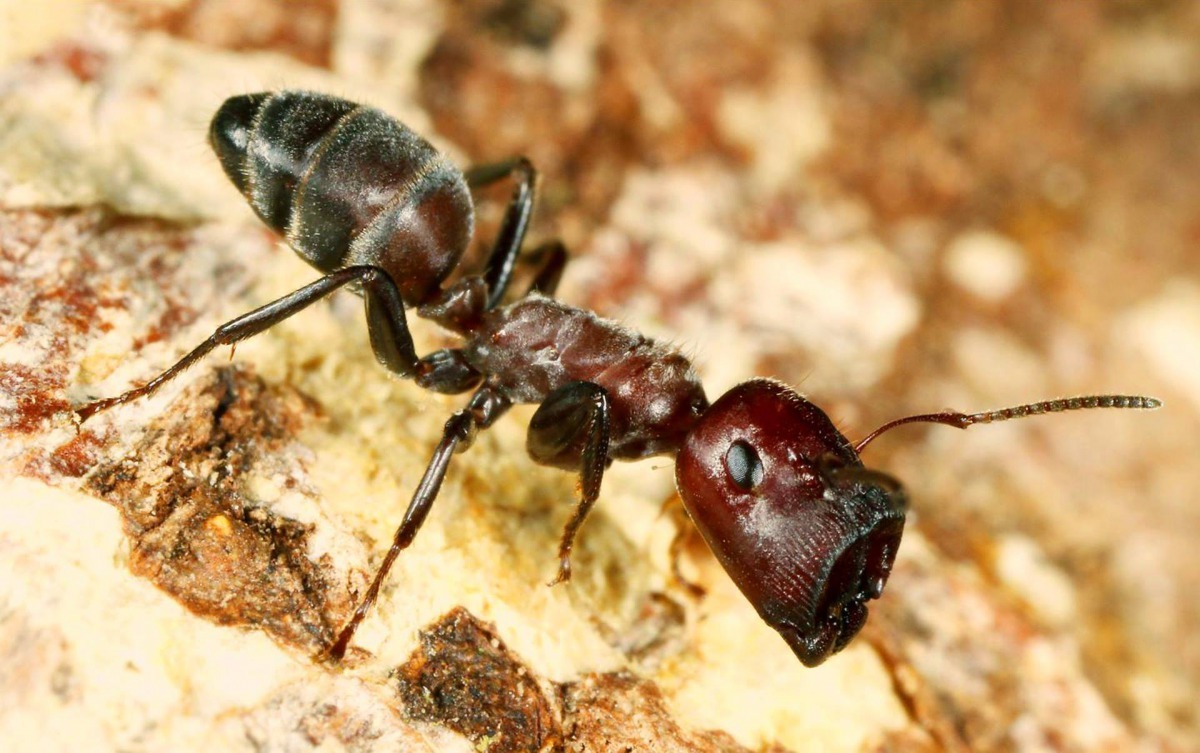 圖為一隻成年的Colobopsis explodens工蟻。像是螞蟻、蜜蜂等重視群體更勝於個體的物種，很常會發展出以犧牲小我、完成大我的自殺式攻擊。 Photo: Breaking Science News at Sci-N