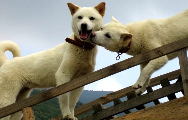 美國賓州曾發現養了150隻珍島犬的私人狗場，這些狗的用途之一是供人食用。 取自theatlantic.com