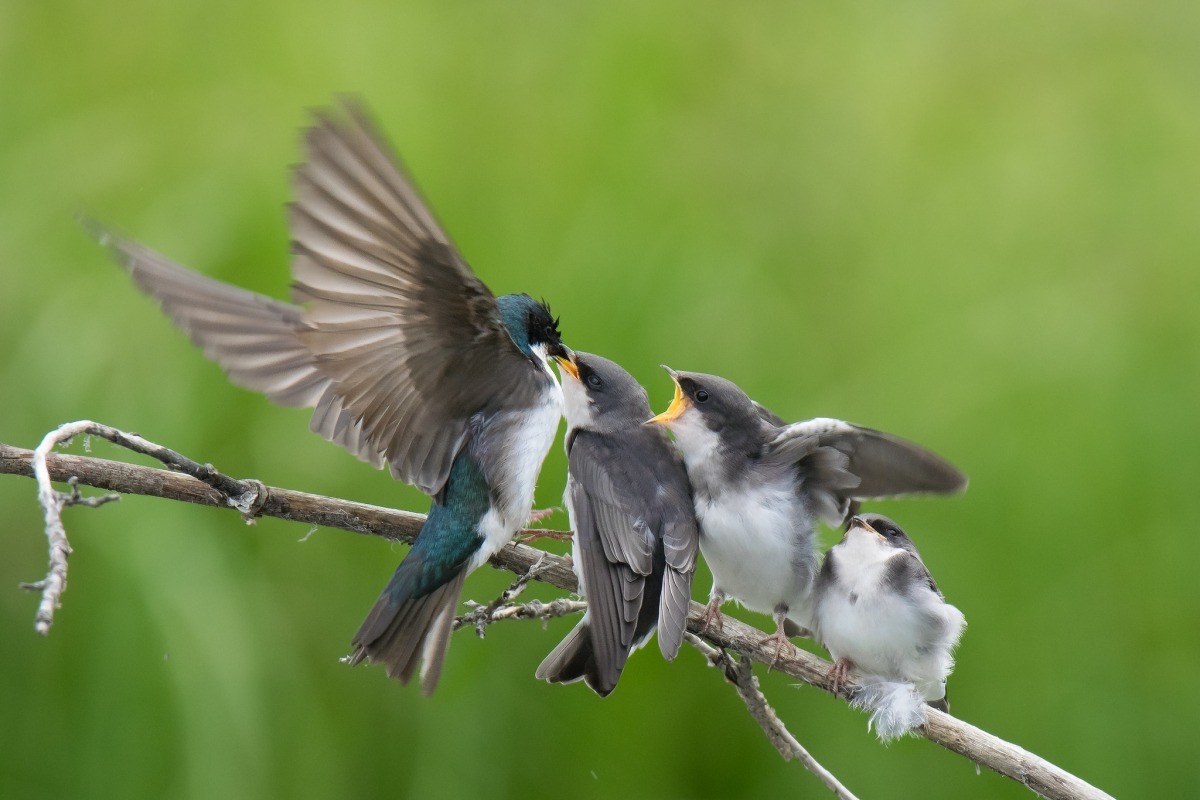 雖然從人類的角度來看，候鳥們動輒飛上數千公里的旅程很奇怪，但這次的研究模型為鳥類的遷徙提供了不同的見解。 Photo: Keith Williams