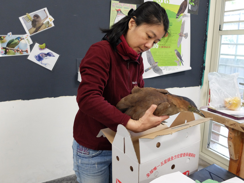 呂佳璣在救傷中心四年，在傷鳥多的時候，幾乎每天都是待命狀態。畢竟在野鳥無力自主生活時，就需要有人張羅吃喝。攝影：林睿妤。