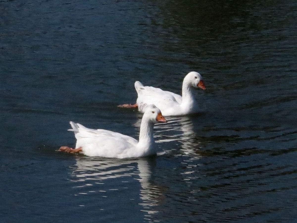 白羅曼鵝是台灣地區飼養最多的鵝種。高維奇/攝