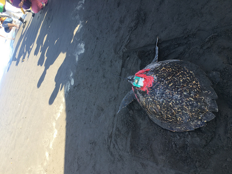 魷魚絲野放後下海畫面。林務局提供。