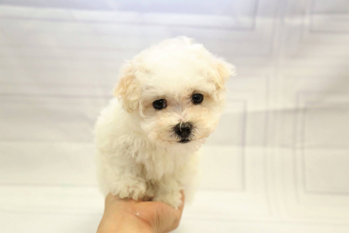 圖為由馬爾濟斯犬和貴賓犬混種的Maltipoo，可愛的模樣向來是寵物店的熱門犬種。 Photo: Petland Dallas Highland Park