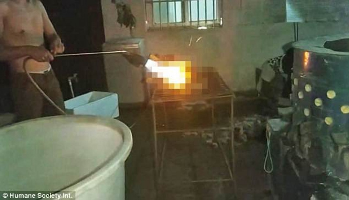 許多狗狗是活活被燒死，過程殘忍。(HSI)