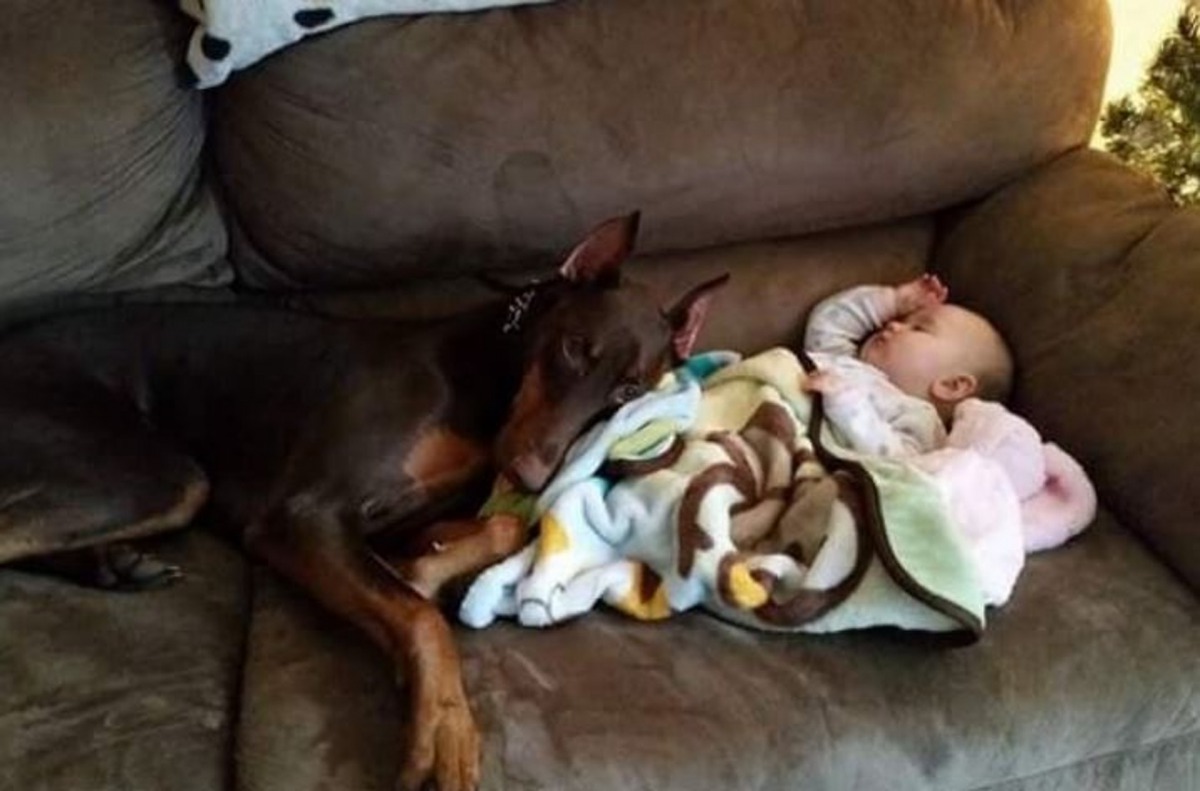 Copper對待家中的小嬰兒亦同樣溫柔。（GoFundMe@JenniferJayne）