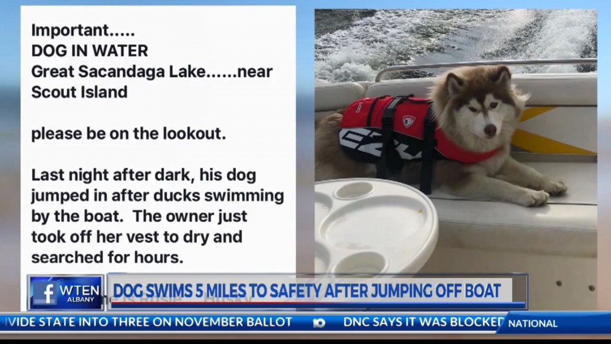 哈士奇主人找來朋友幫忙，將事件發佈到facebook上。