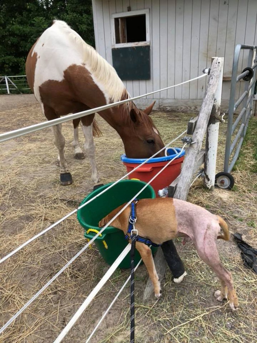 Shaw家中所養的小馬和Columbo已經成為了好朋友！（Facebook@Adventures of Columbo）
