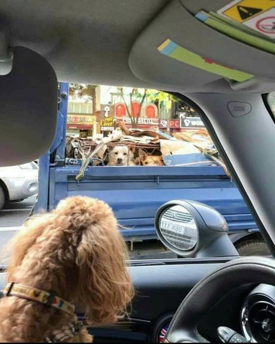 每隻狗狗和貓貓都應該受到尊重和人類友善的對待 （Dog Meat Free Indonesia）