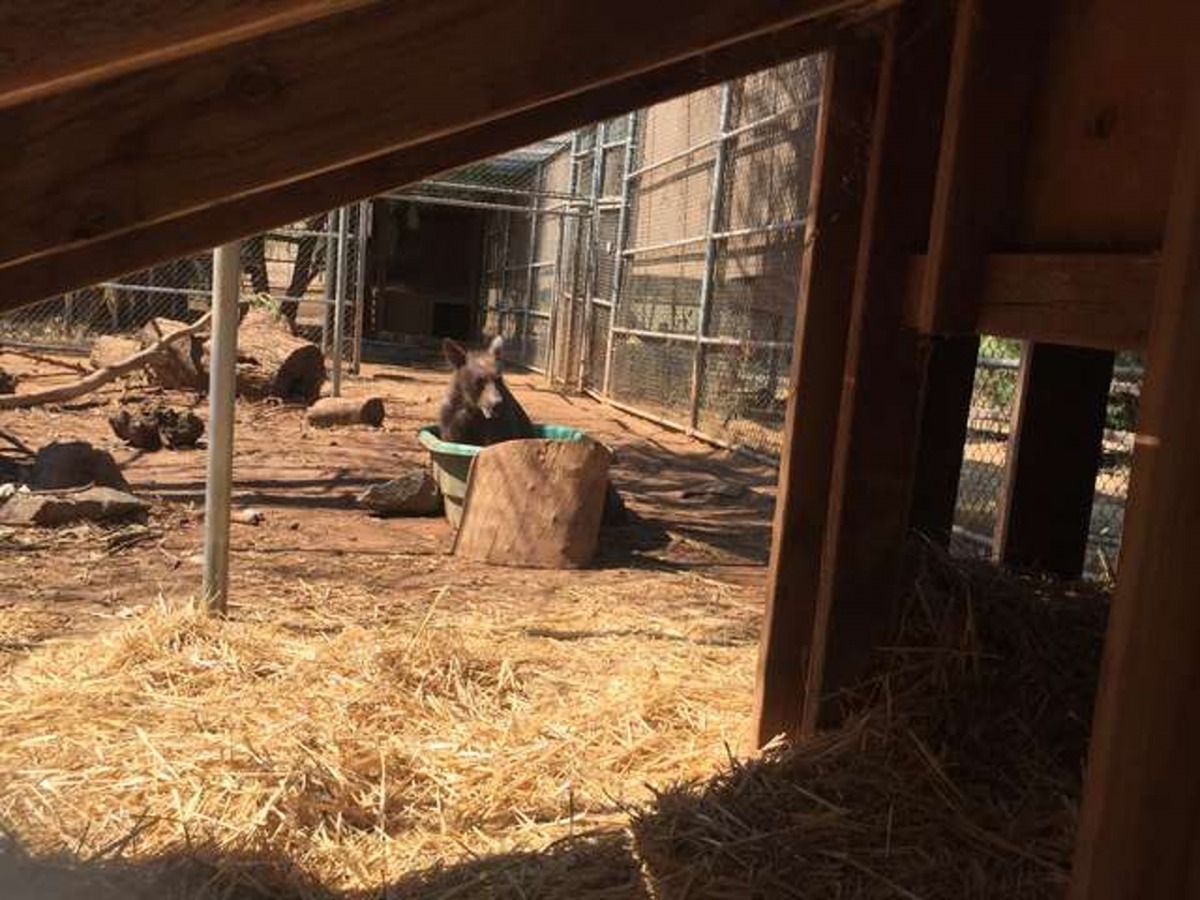 Eve被安置在適合熊生活的大空間裏 (FFAWC)