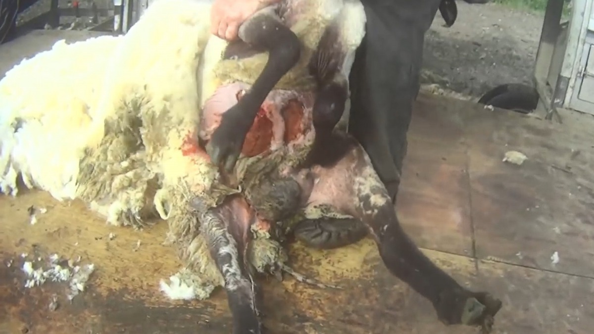 由於剪羊毛很粗暴,不少羊隻都受傷流血。(PETA Asia影片截圖)