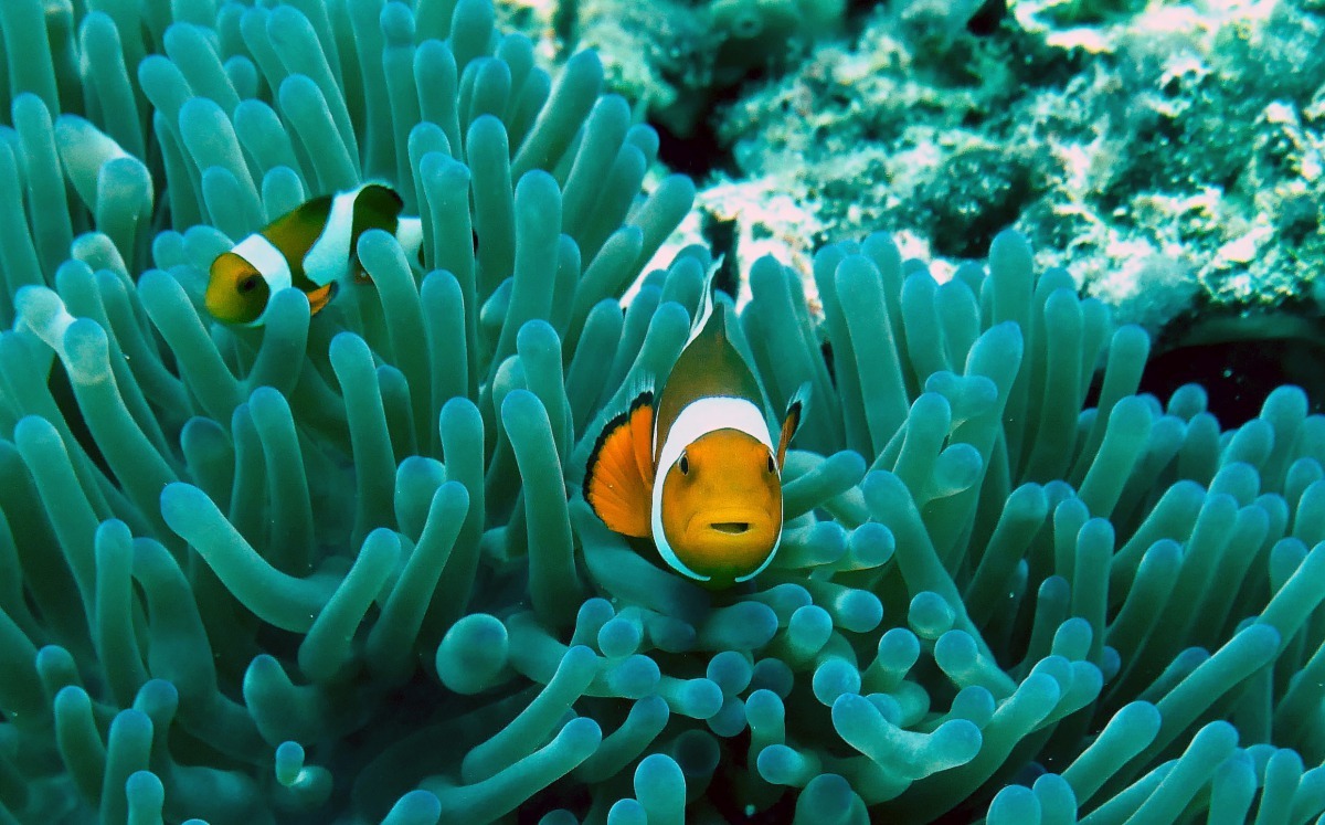 海洋生物學家魯默認為，比起「拯救尼莫」的育種計畫，想要保護小丑魚應該從保護海洋環境做起。 Photo: Ray Aucott
