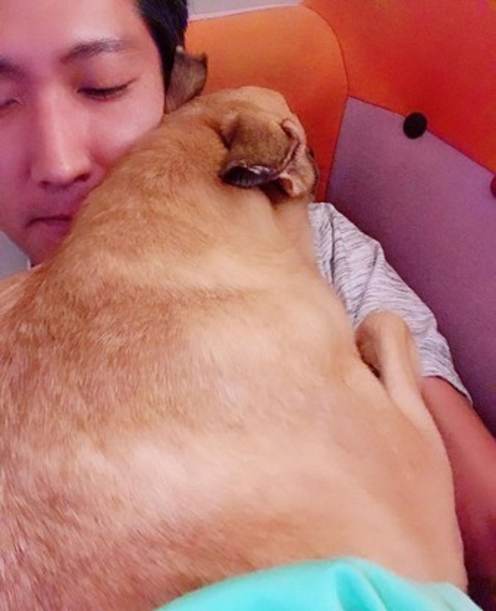 10月28日下午，妹妹身體再次變得虛弱，盧先生深知寶貝大限將至，因此抱着牠好讓狗狗安詳離去。（萌犬食堂寵物美容）