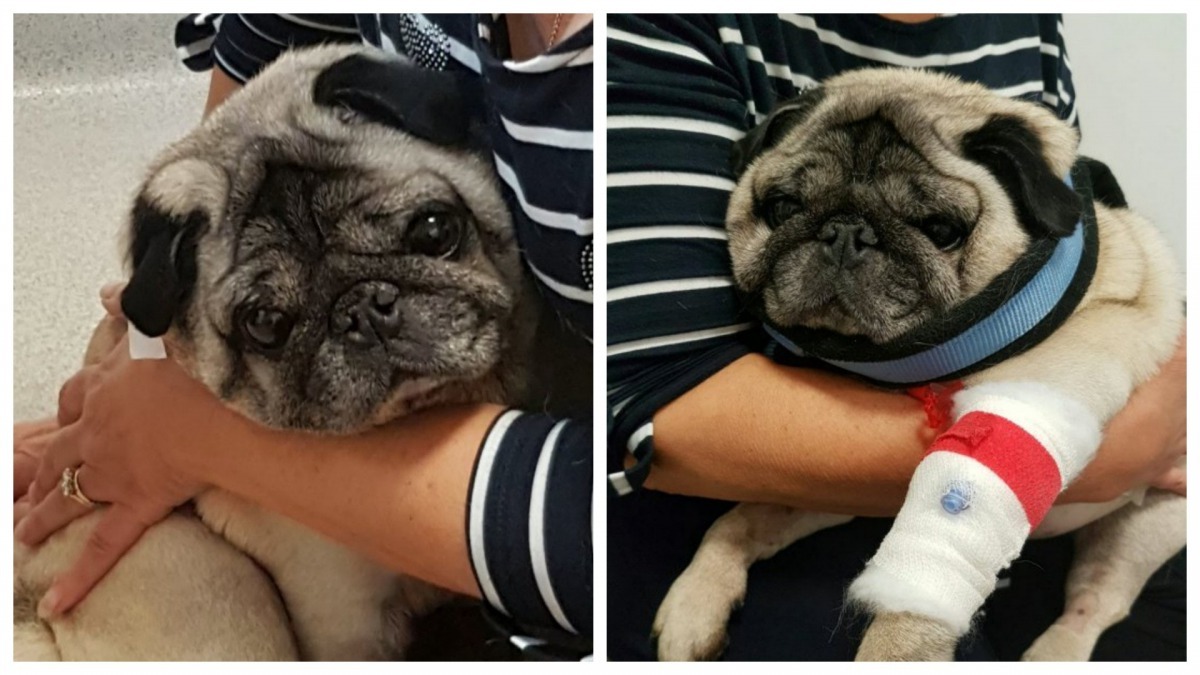 希望Monty能汲取教訓,別再亂吃東西了!(SWNS)