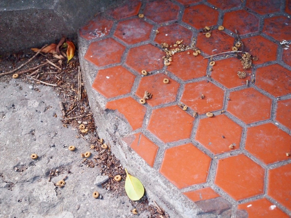 不當的餵食習慣，會讓環境髒亂難以整理，也造成人與人、人與貓之間的緊張關係。（圖片／白宜君攝）