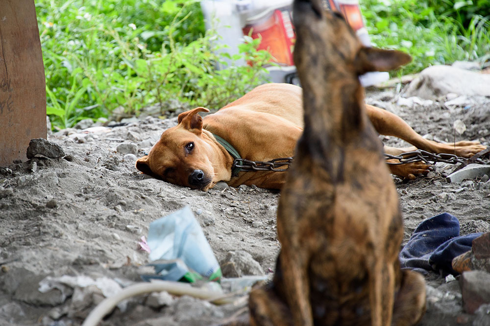 浪浪的衝突時有出現,不同的志工為此協調努力,我們都需要學習在護衛自己的珍寶時,看見弱勢的另一方。(圖片/動平會提供、許閔皓攝)