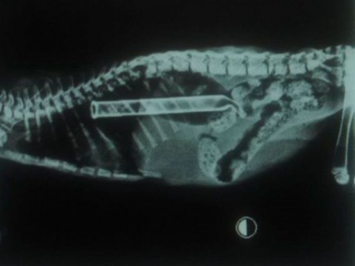 玻璃滴管也吞下了，毛孩有甚麼東西是吃不到呢？（資料圖片）