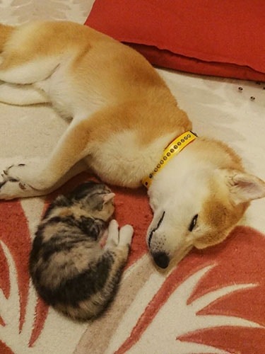 從牆裡救出來的小草莓與殿介一起睡覺。