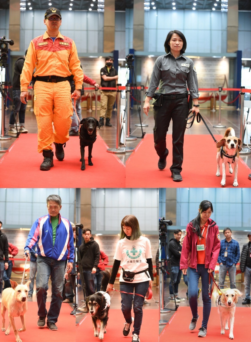 救難英雄-北市搜救犬Eva(上圖左)； 護國神犬-檢疫犬Abo(上圖中)；伴讀大使-北士商校園犬哈立(下圖左)；陪伴療癒師-狗醫生馬露(下圖中)；開路天使-惠光導盲犬Ellie(下圖右帥氣走星光大道亮相。台北市政府/提供