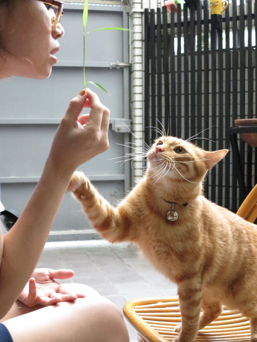 貓的陪伴功能很強，市郊透天厝及都市狹窄的住宅皆宜。高維奇/攝