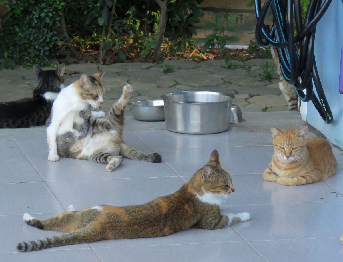 有人說貓是一種會越收編越多的動物。高維奇/攝