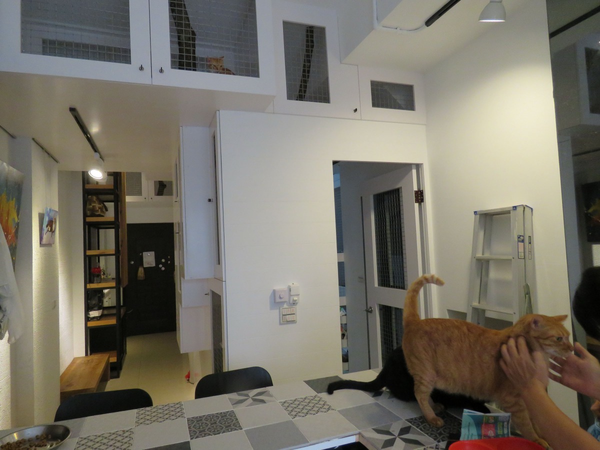 台南市一位愛媽為家中收容的十幾隻浪貓蓋豪華貓舍。高維奇/攝