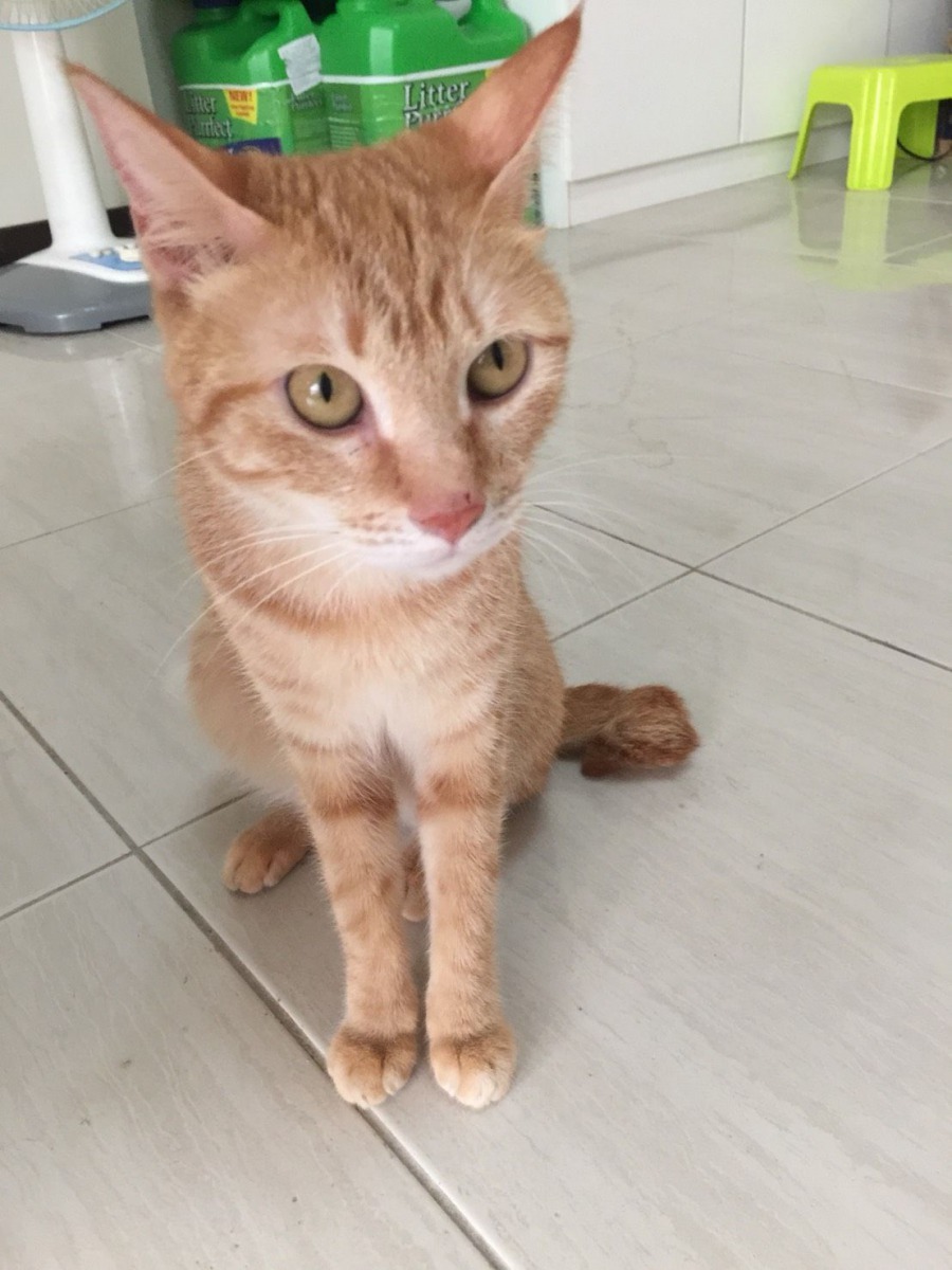 「瞎聊貓」中途之家待認養的橘貓姊。高維奇/攝