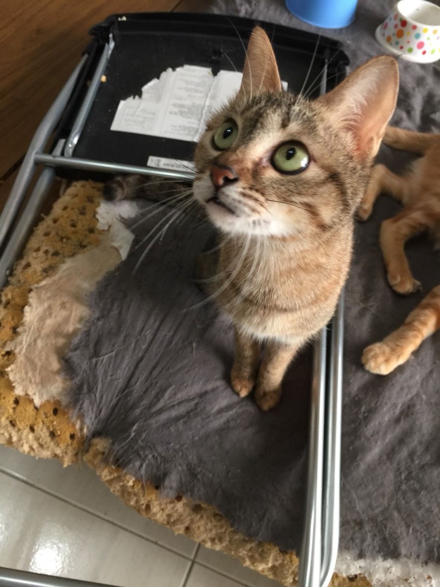 橘貓姊與圖中的虎斑妹希望能夠一起被領養。高維奇/攝