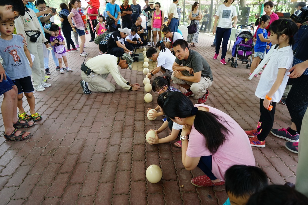 端午連續假期台南頑皮世界野生動物園舉辦立鴕鳥蛋大賽。圖/頑皮世界提供